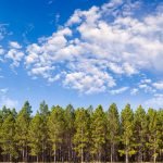Why investors should put working forests at the heart of the net-zero transition.