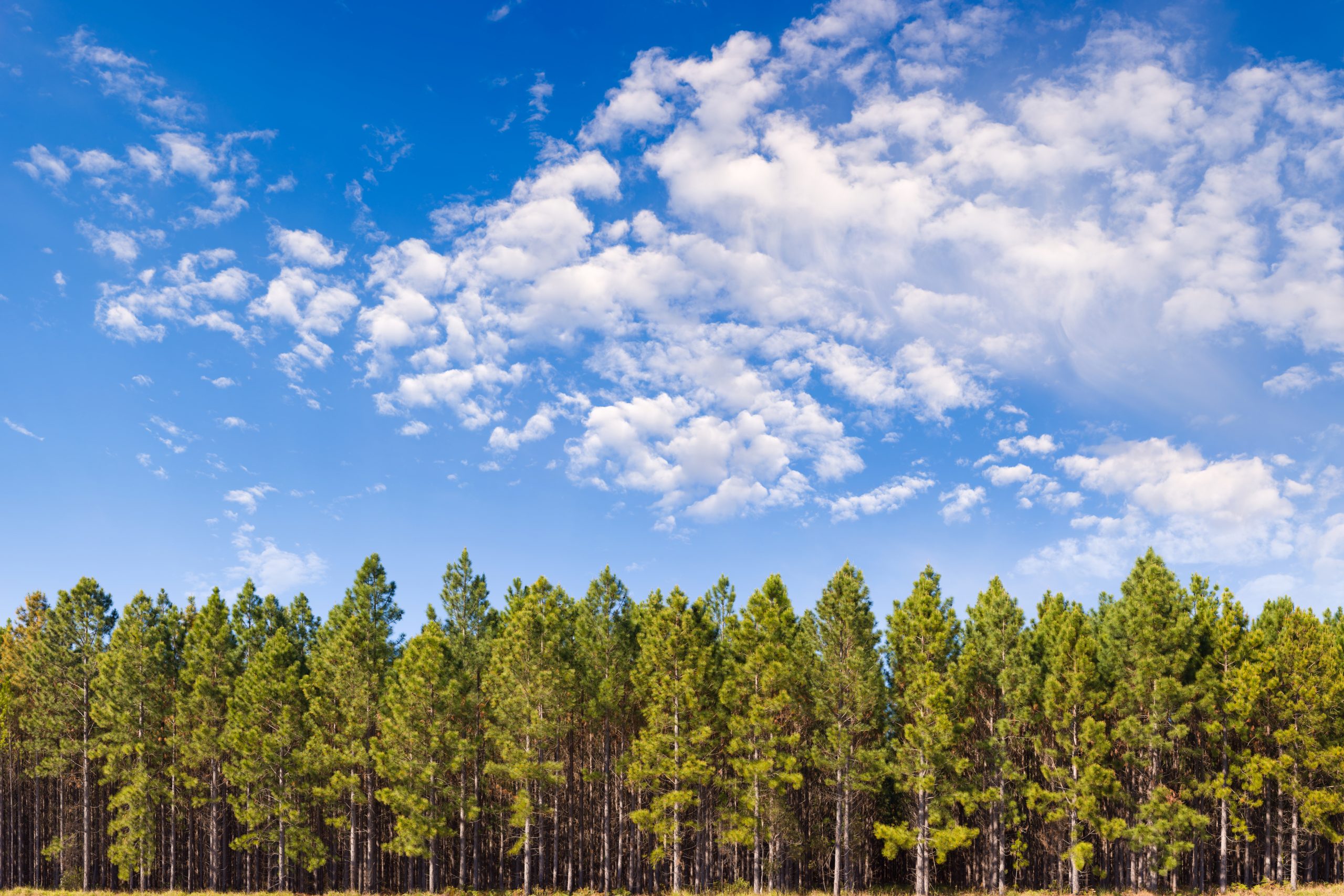 Why investors should put working forests at the heart of the net-zero transition.